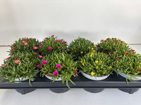 Delosperma cooperi MIX