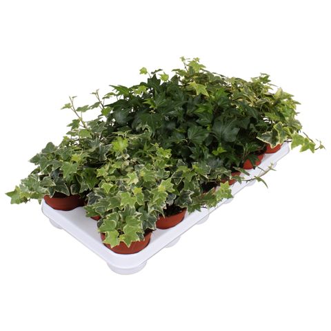 Hedera MIX