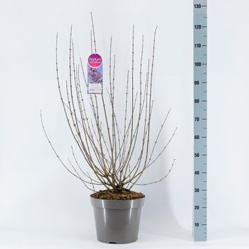 Syringa x chinensis 'Lilac Sunday'