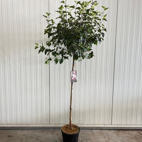 Physocarpus opulifolius 'Diabolo'