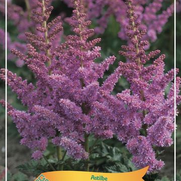 Astilbe chinensis 'Little Vision in Pink'