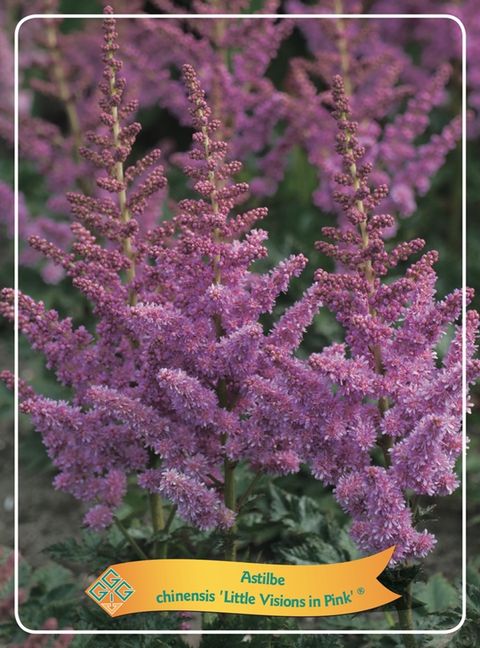 Astilbe chinensis 'Little Vision in Pink'