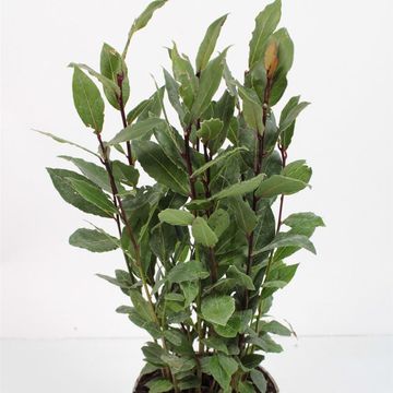 Laurus nobilis