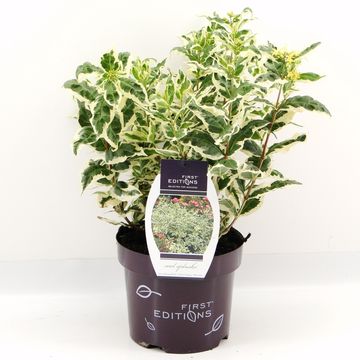 Diervilla sessilifolia COOL SPLASH