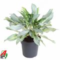 Aglaonema 'Ghost'