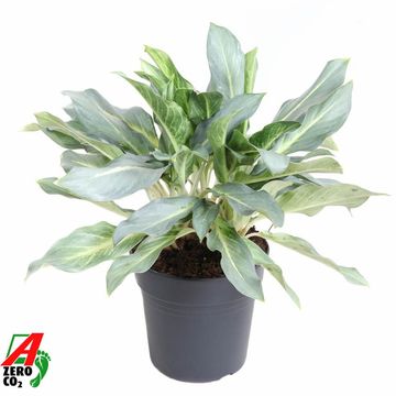 Aglaonema 'Ghost'