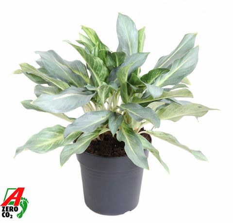 Aglaonema 'Ghost'