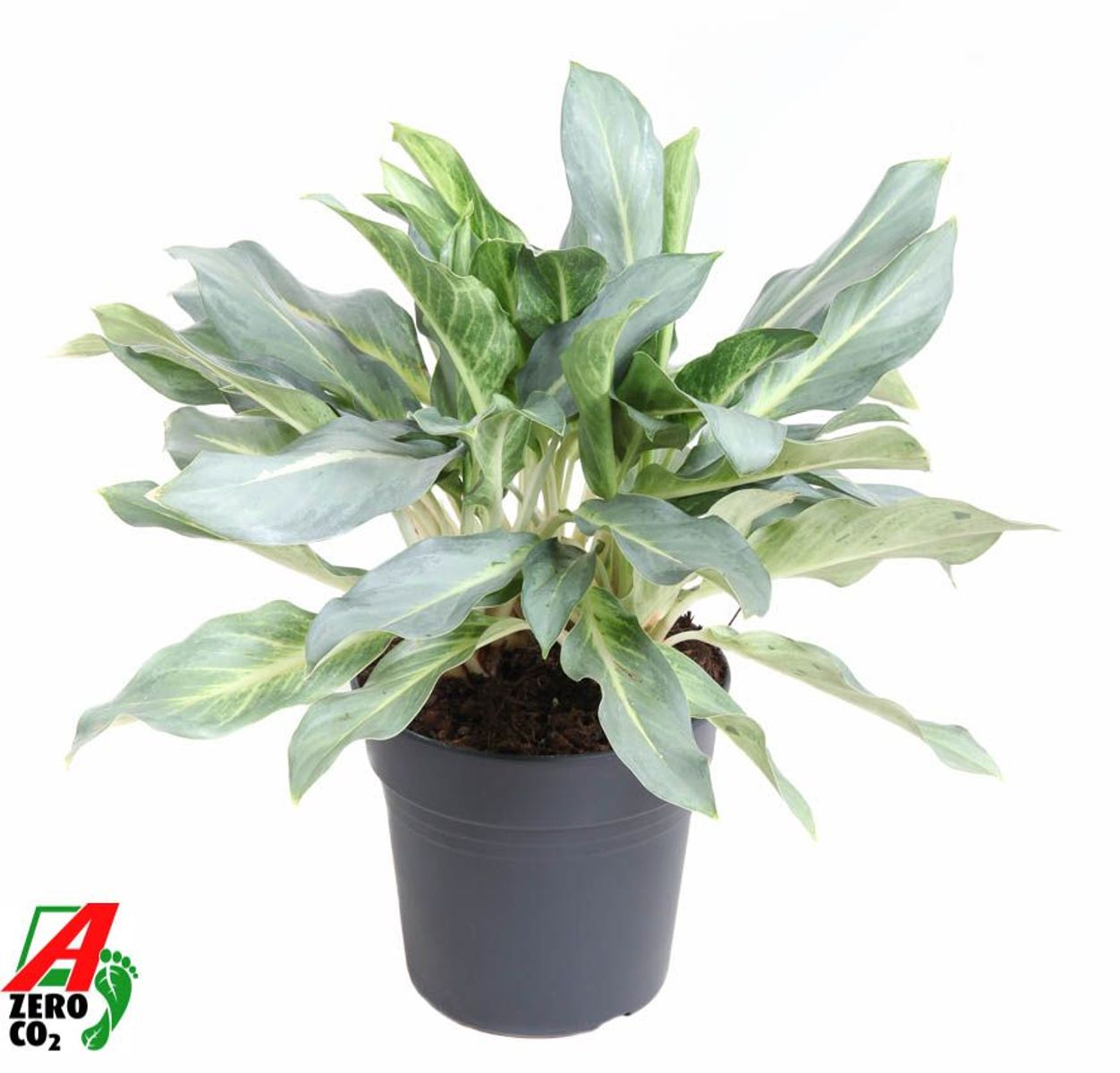 house plant for sale online 47in Tall Splash Dieffenbachia Plant