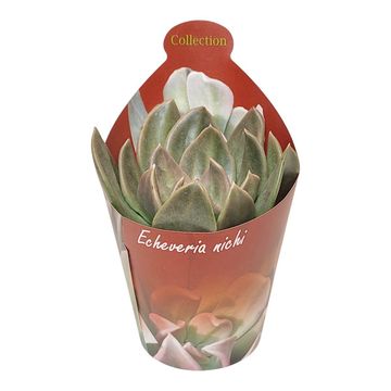 Echeveria 'Nichi'