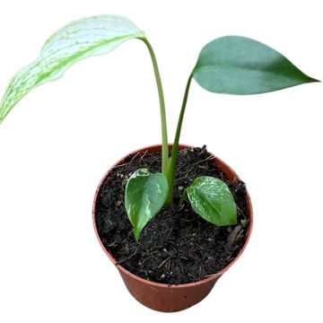 Monstera 'Devil Monster'