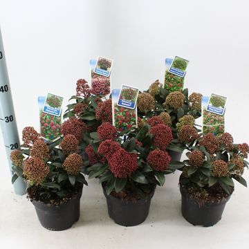 Skimmia japonica MIX