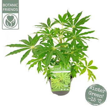 Schefflera 'Winter Jungle'