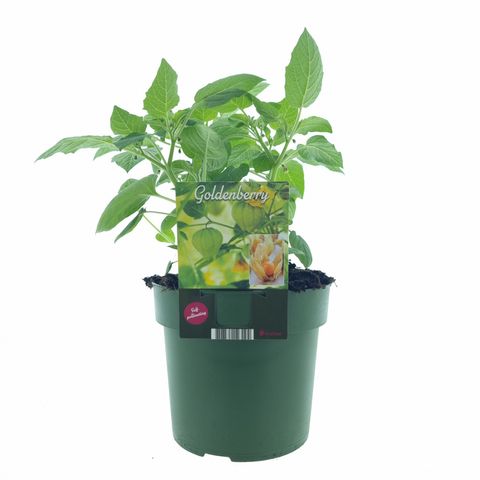 Physalis peruviana JAMESUN