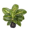 Aglaonema 'Lemon Mint'