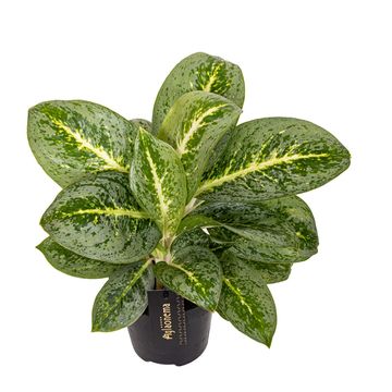 Аглаонема 'Lemon Mint'