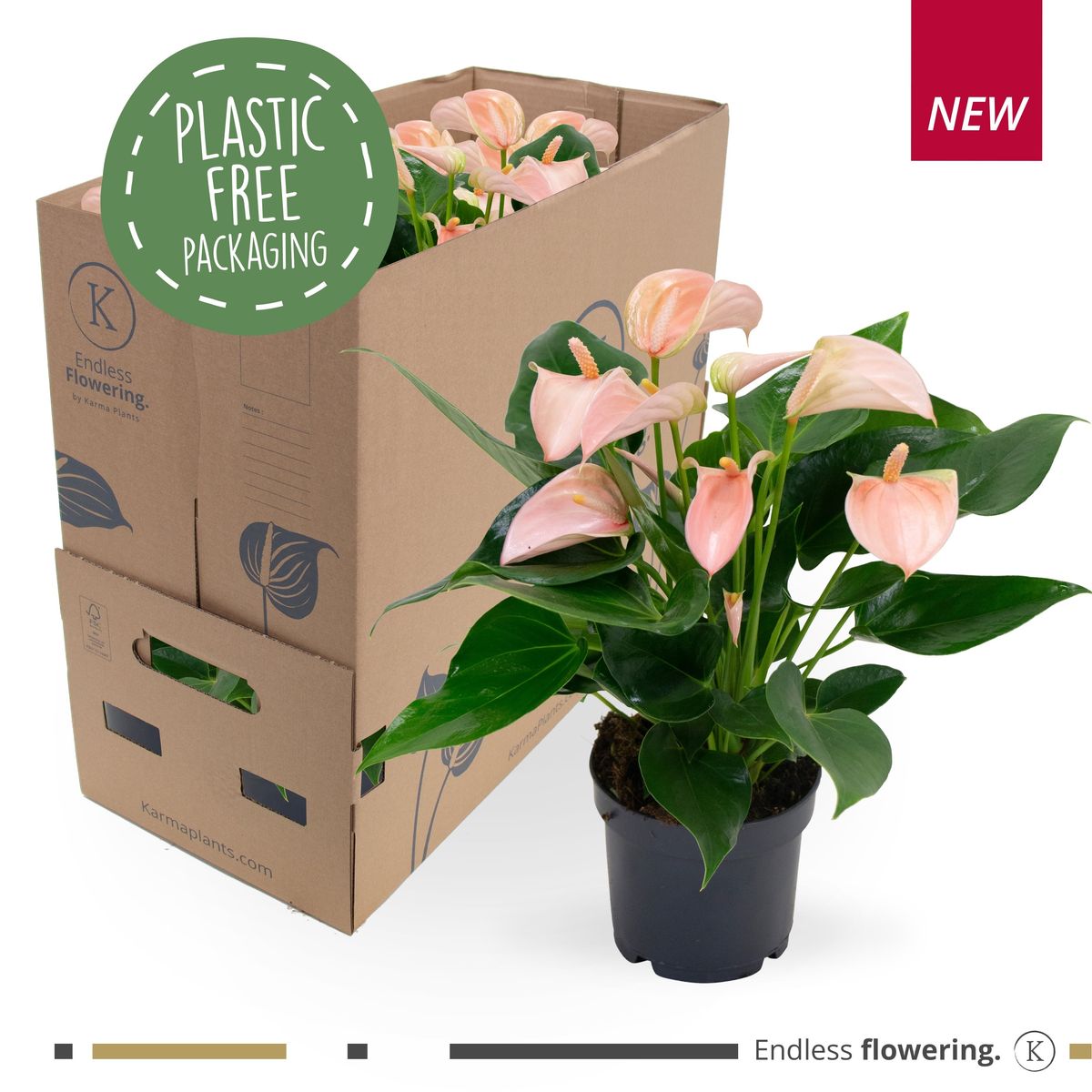 Anthurium JOLI PEACH  Plant Wholesale FlorAccess