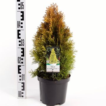 Thuja occidentalis GOLDEN SMARAGD