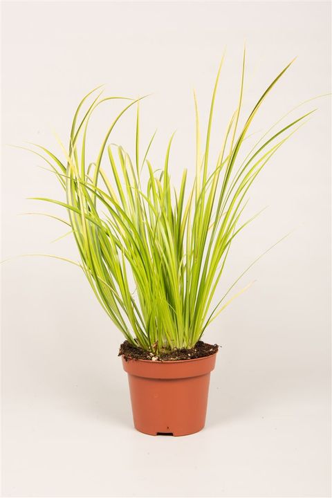 Acorus gramineus 'Ogon'