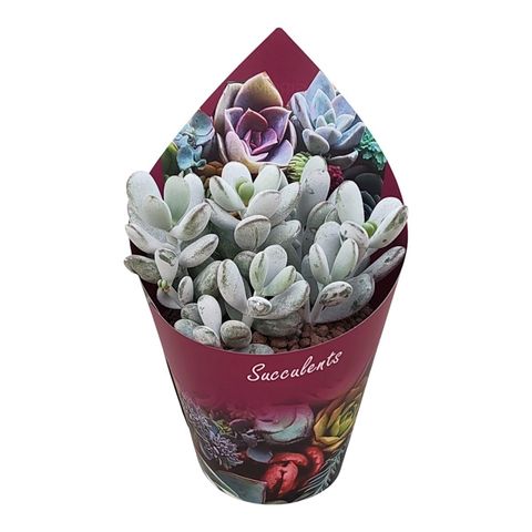 Cotyledon orbiculata oophylla