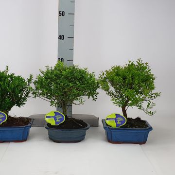 Bonsai MIX