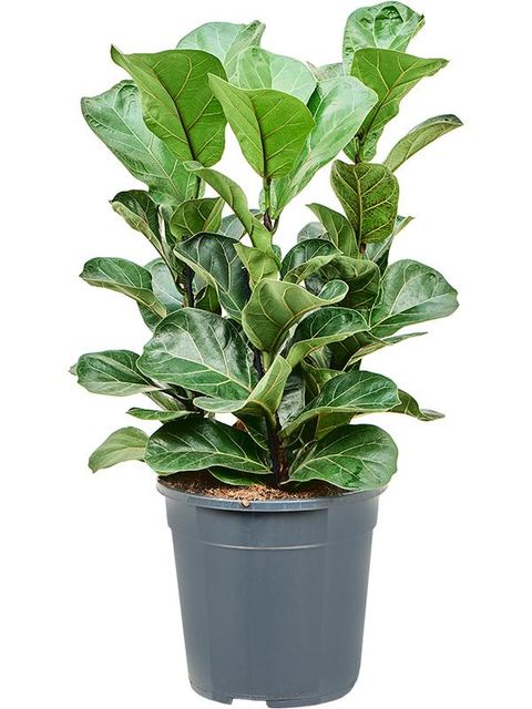 Ficus lyrata 'Bambino'