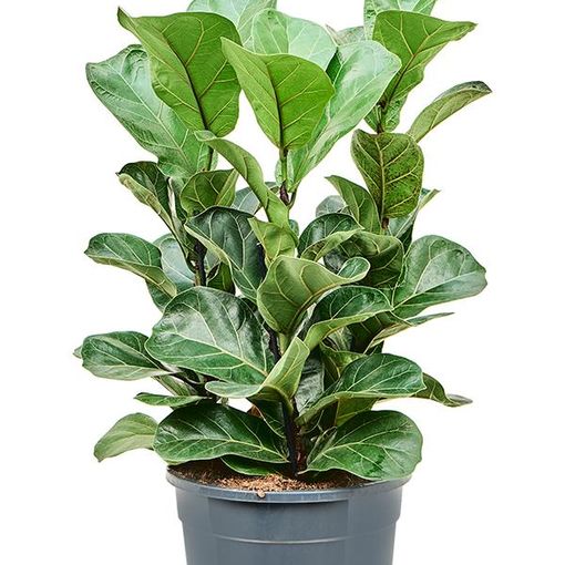 Ficus lyrata 'Bambino'