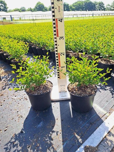 Syringa meyeri 'Palibin'