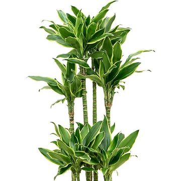 Dracaena fragrans 'Golden Coast'