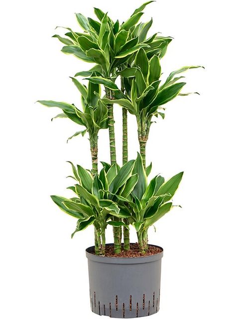 Dracaena fragrans 'Golden Coast'