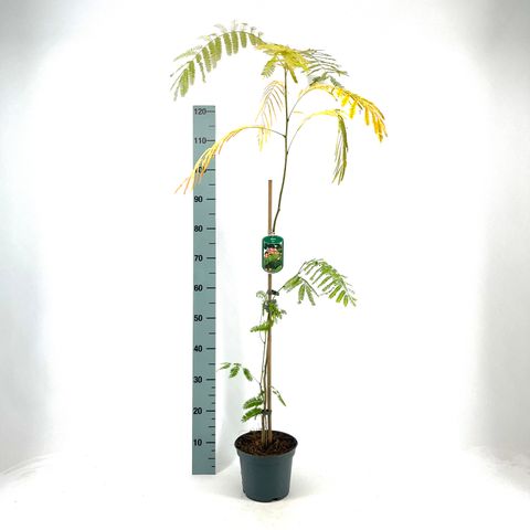 Albizia julibrissin rosea