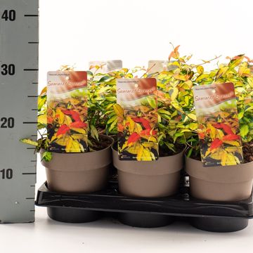 Trachelospermum asiaticum SUMMER SUNSET