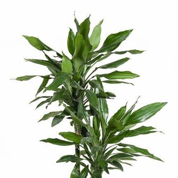 Dracaena fragrans 'Janet Lind'