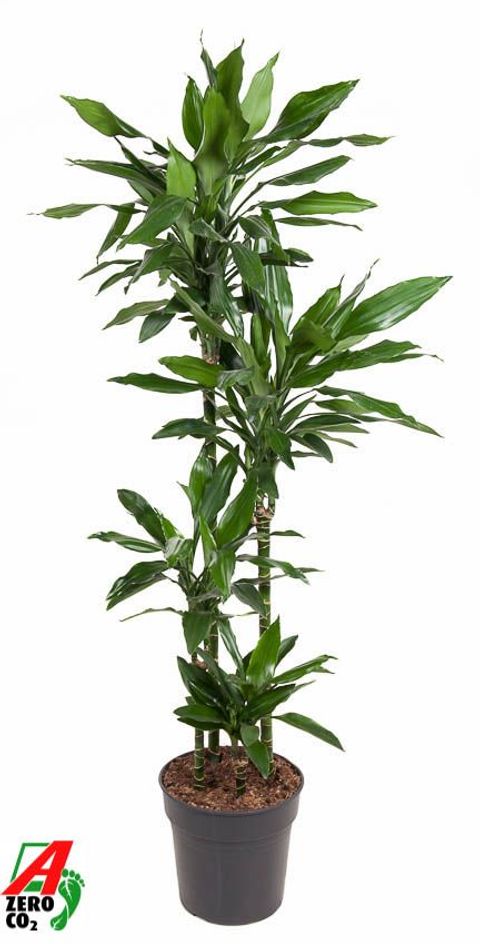 Dracaena fragrans 'Janet Lind'