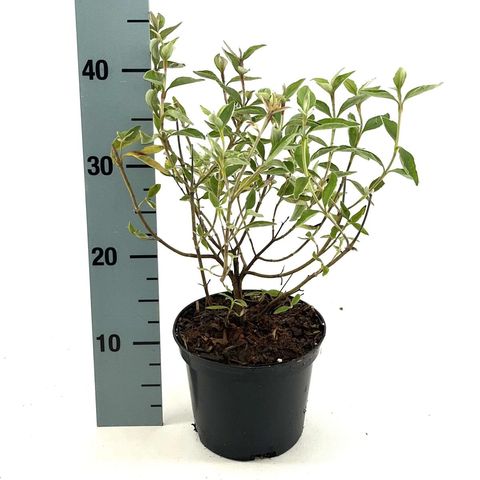 Cistus 'Silver Pink'