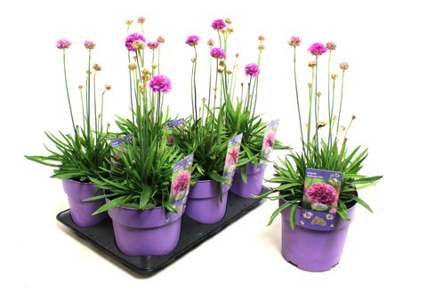 Armeria pseudarmeria 'Ballerina Lilac'