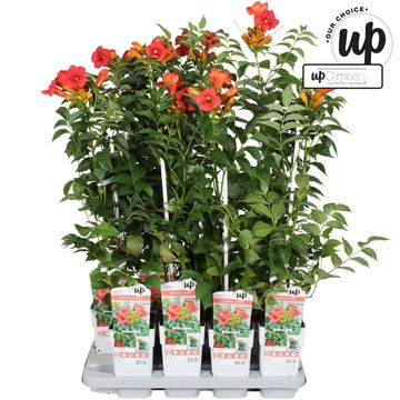 Campsis x tagliabuana 'Solo Rosso'