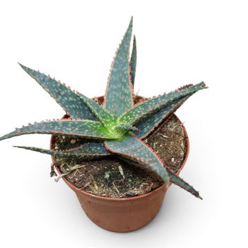 Aloe zebrina 'Dannyz'