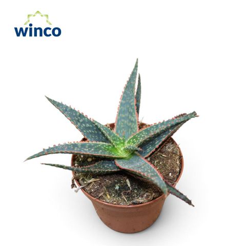 Aloe zebrina 'Dannyz'