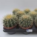 Echinocactus grusonii