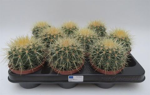 Echinocactus grusonii
