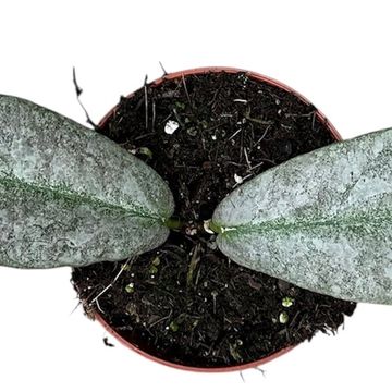 Hoya mitrata 'Silver'