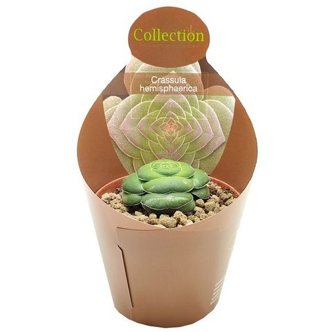 Crassula hemisphaerica