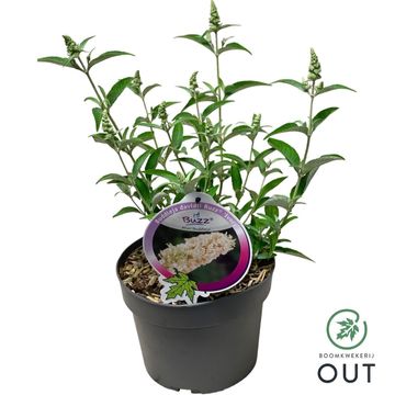 Buddleja davidii BUZZ IVORY