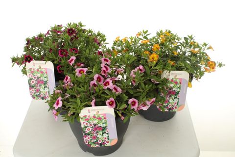 Calibrachoa MIX