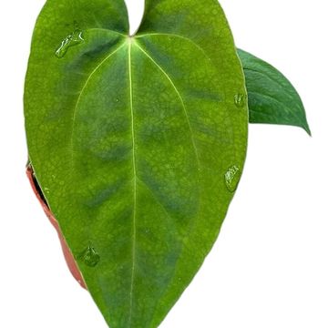 Anthurium papillilaminum