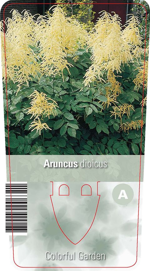 Aruncus dioicus