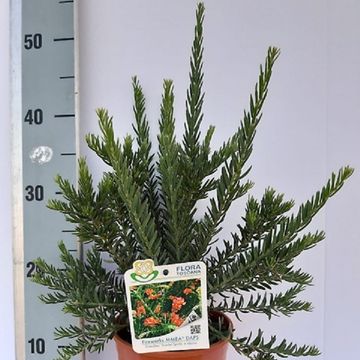 Grevillea 'Fireworks'