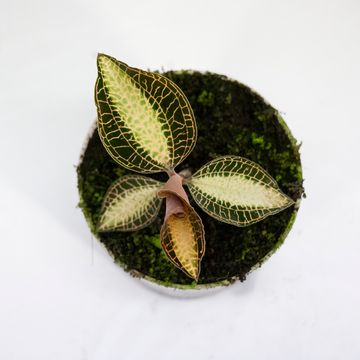 Anoectochilus roxburghii