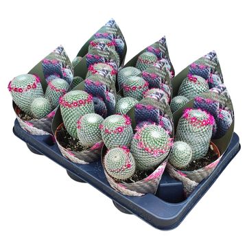 Mammillaria haageana