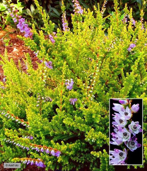 Calluna vulgaris 'Wickwar Flame'